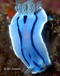 Nudibranch taken during a day trip to Calangaman Island f... by Bill Stewart 